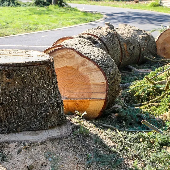 travaux d'abattage à Montéléger