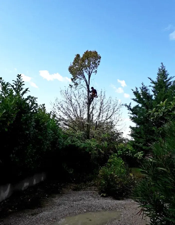 Abattage à Montéléger