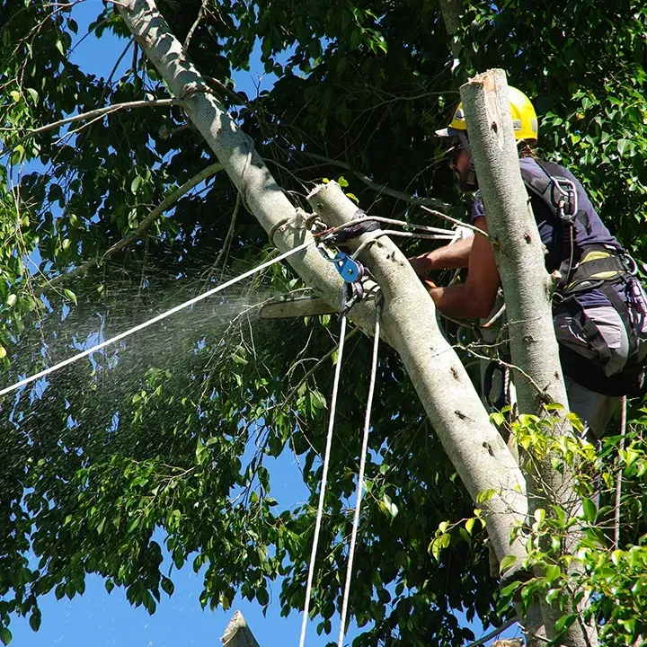 têtage à Montéléger